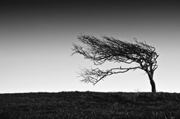 Black & White Tree in image